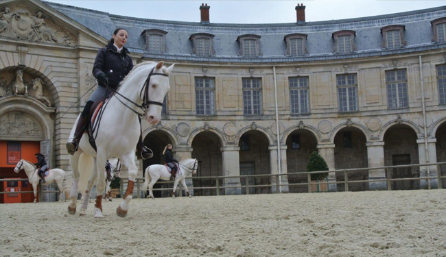 Détails : Des chevaux à Versailles pour le Jumping Internationnal