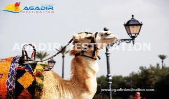 Détails : Excursion Marrakech moins cher