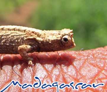 Détails : Aventures à Madagascar